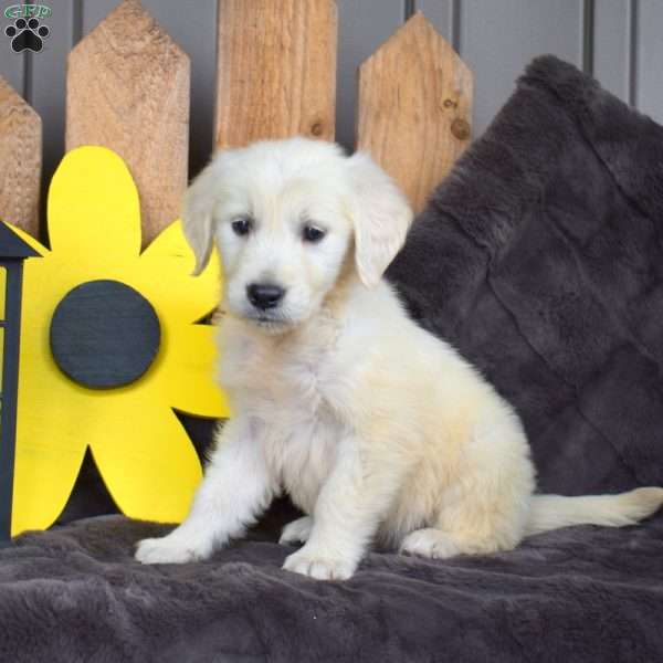 Comet, English Cream Golden Retriever Puppy