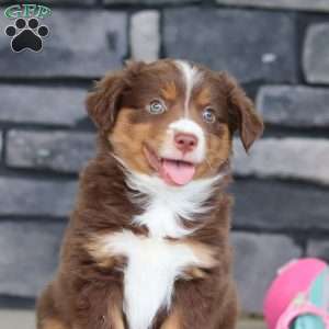 Connor, Miniature Australian Shepherd Puppy