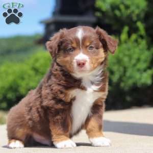 Connor, Miniature Australian Shepherd Puppy