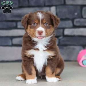 Connor, Miniature Australian Shepherd Puppy