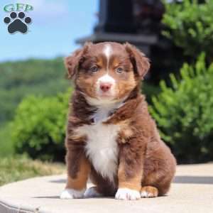 Connor, Miniature Australian Shepherd Puppy