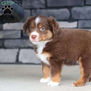 Connor, Miniature Australian Shepherd Puppy
