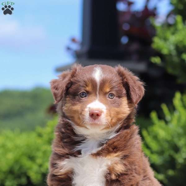 Connor, Miniature Australian Shepherd Puppy