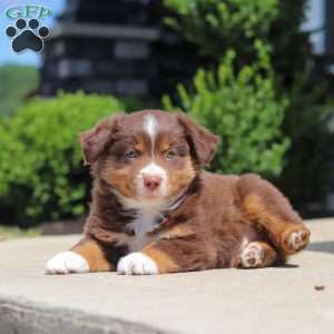 Connor, Miniature Australian Shepherd Puppy