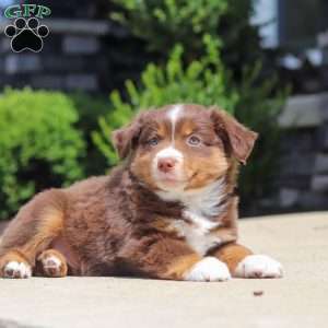 Connor, Miniature Australian Shepherd Puppy