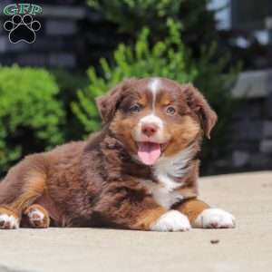Connor, Miniature Australian Shepherd Puppy