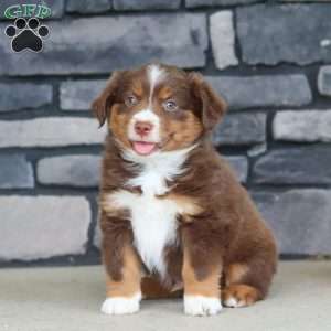 Connor, Miniature Australian Shepherd Puppy