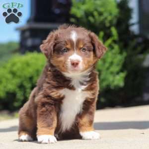Connor, Miniature Australian Shepherd Puppy