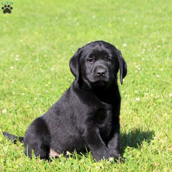 Cooper, Black Labrador Retriever Puppy