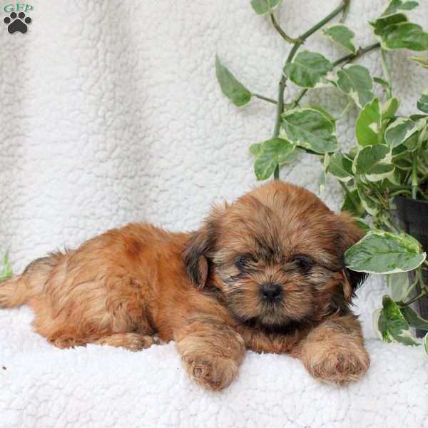 Cooper, Shih Tzu Puppy