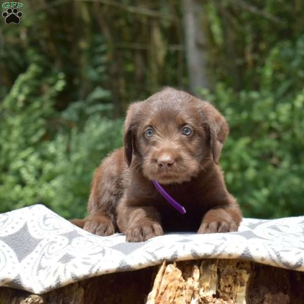 Cooper, Labradoodle Puppy