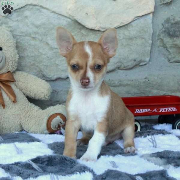 Cooper, Chihuahua Puppy