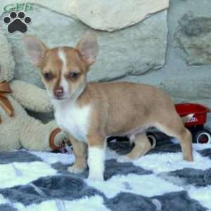Cooper, Chihuahua Puppy