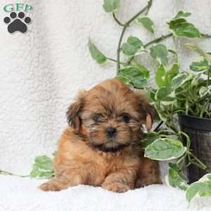 Cooper, Shih Tzu Puppy