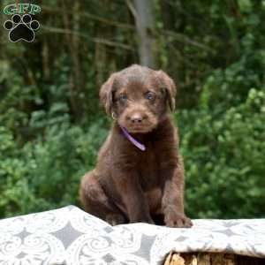 Cooper, Labradoodle Puppy