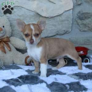 Cooper, Chihuahua Puppy