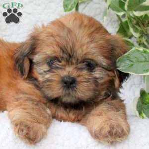 Cooper, Shih Tzu Puppy