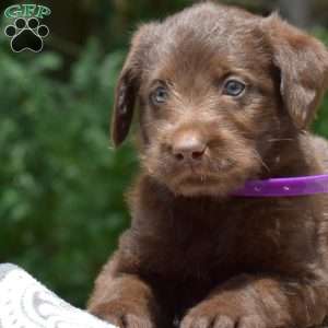 Cooper, Labradoodle Puppy