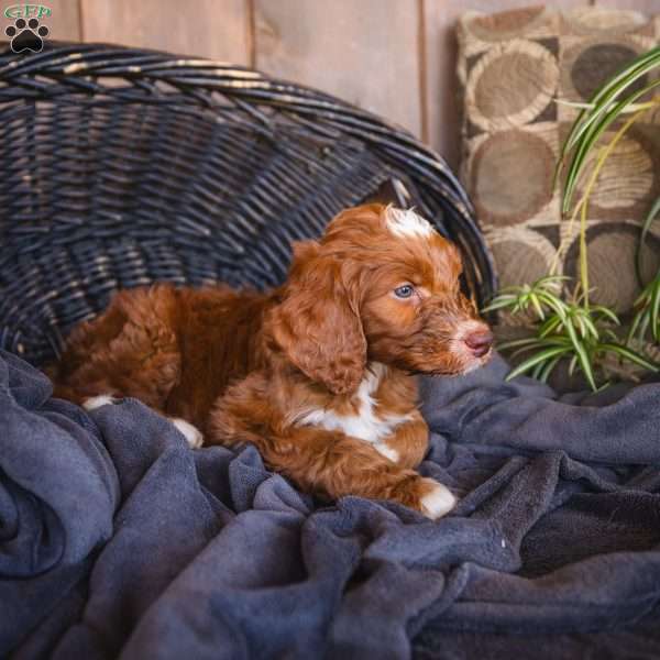 Cooper, Irish Doodle Puppy