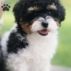 Felicia, Havapoo Puppy