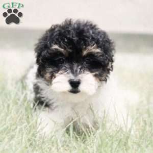 Felicia, Havapoo Puppy