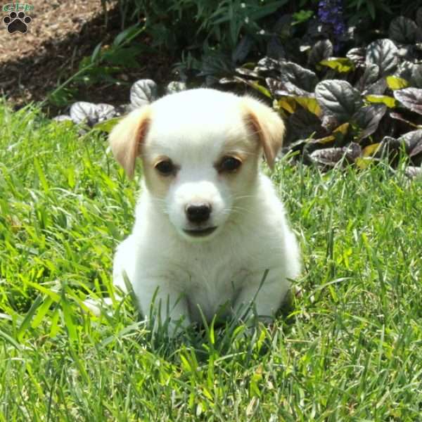 Cora, Jack Russell Terrier Puppy