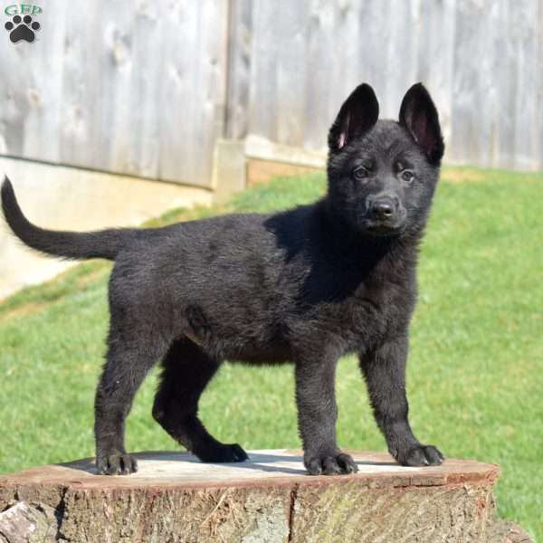 Cora, German Shepherd Puppy