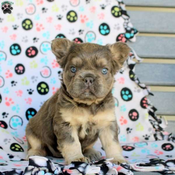 Cora, French Bulldog Puppy