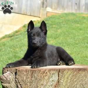 Cora, German Shepherd Puppy