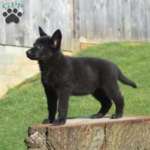 Cora, German Shepherd Puppy