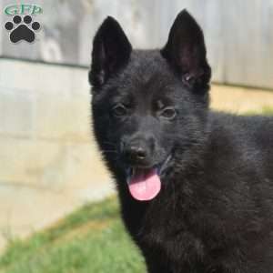 Cora, German Shepherd Puppy