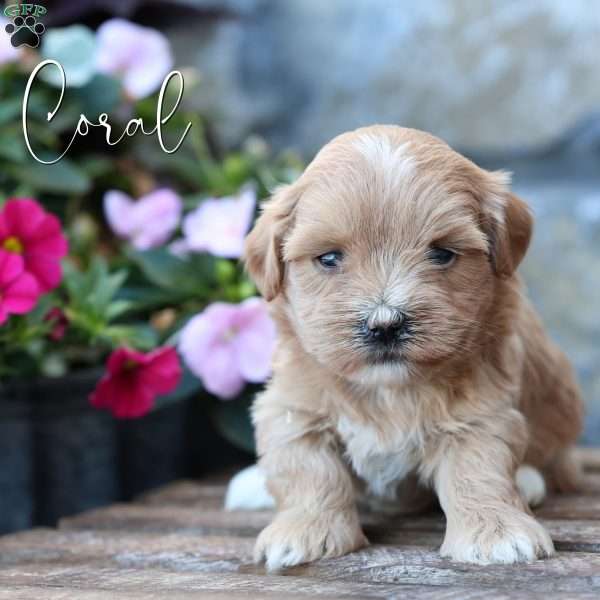 Coral, Toy Poodle Mix Puppy