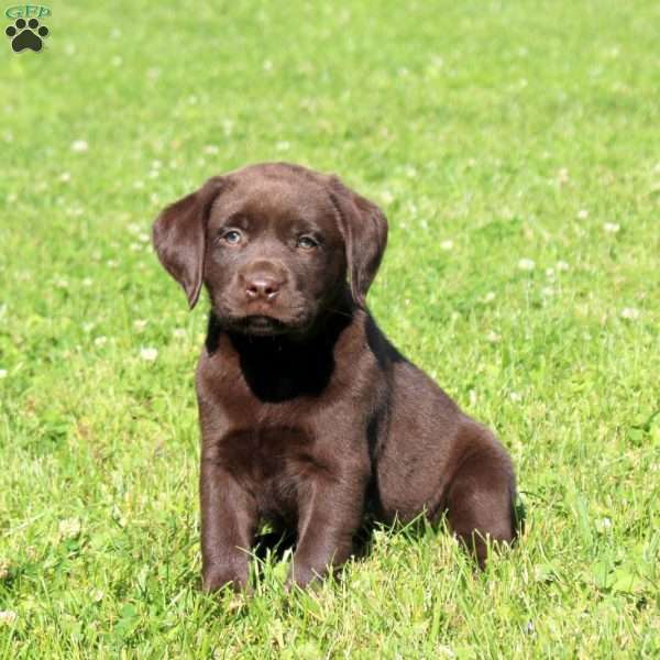 Corey, Chocolate Labrador Retriever Puppy