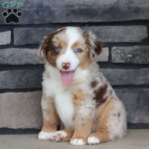 Corry, Miniature Australian Shepherd Puppy