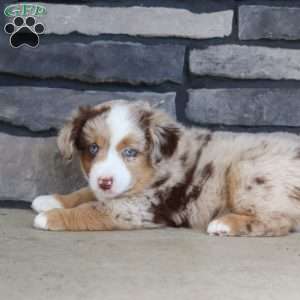 Corry, Miniature Australian Shepherd Puppy