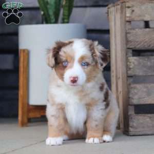 Corry, Miniature Australian Shepherd Puppy