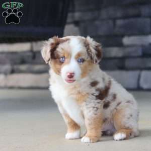 Corry, Miniature Australian Shepherd Puppy