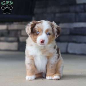 Corry, Miniature Australian Shepherd Puppy