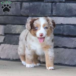 Corry, Miniature Australian Shepherd Puppy