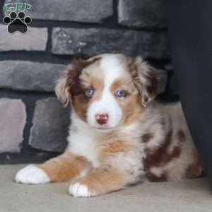 Corry, Miniature Australian Shepherd Puppy