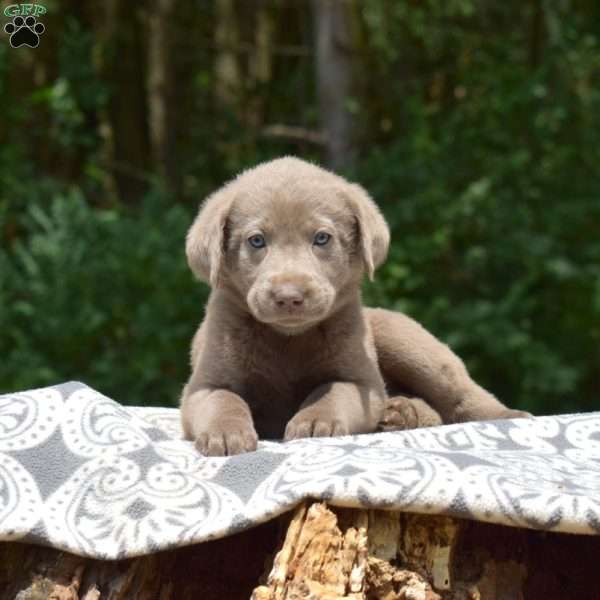 Cove, Labradoodle Puppy