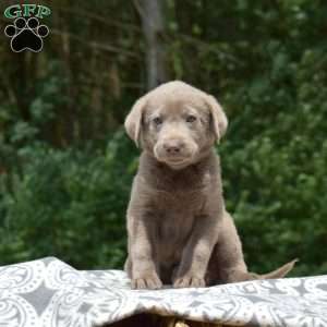 Cove, Labradoodle Puppy