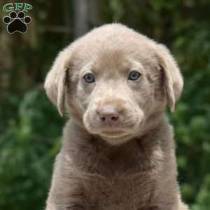 Cove, Labradoodle Puppy