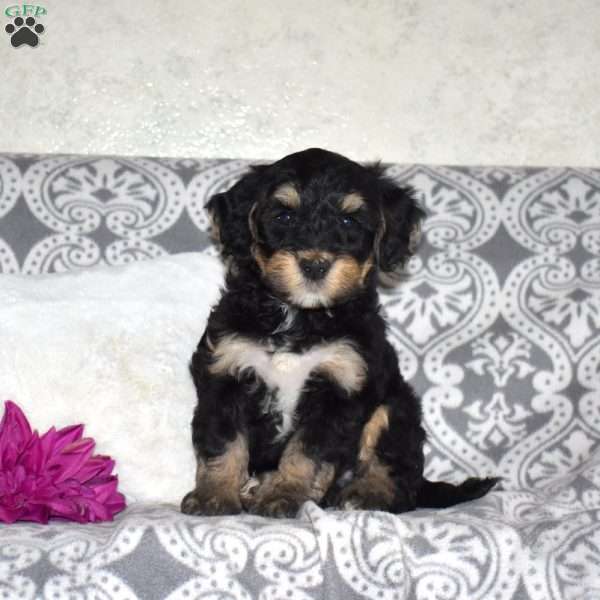 Crew, Mini Bernedoodle Puppy