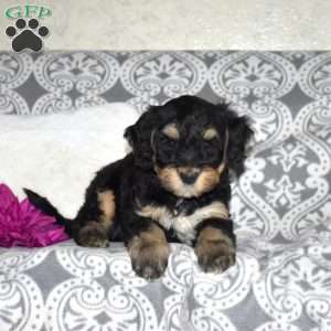 Crew, Mini Bernedoodle Puppy