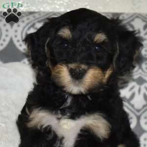 Crew, Mini Bernedoodle Puppy