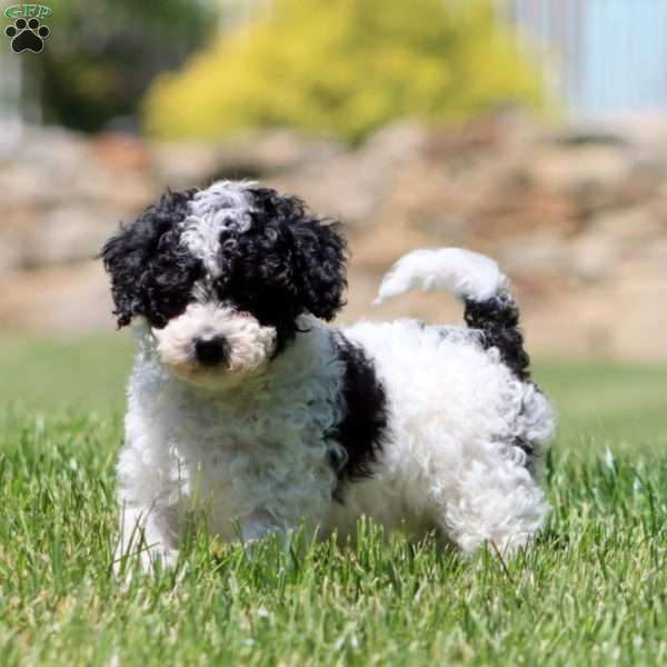 Crissy, Cavapoo Puppy