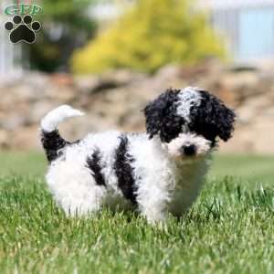 Crissy, Cavapoo Puppy
