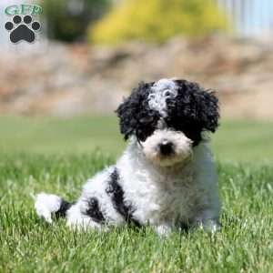 Crissy, Cavapoo Puppy