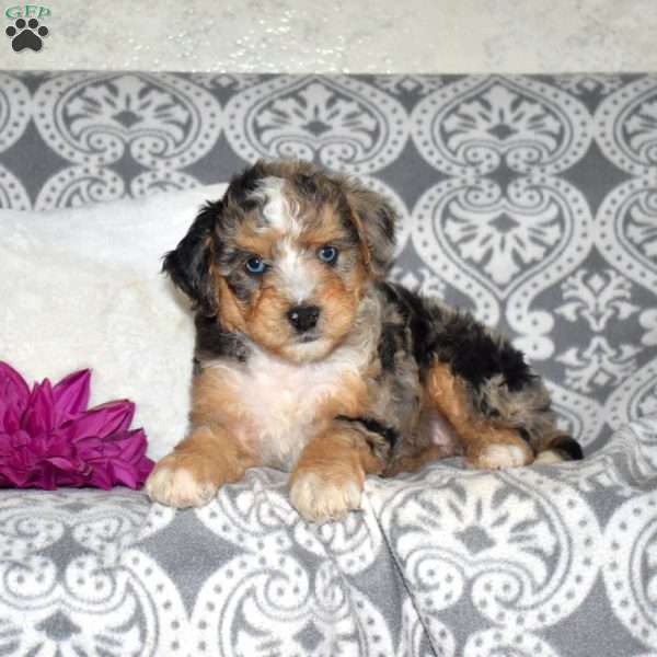 Crystal, Mini Bernedoodle Puppy